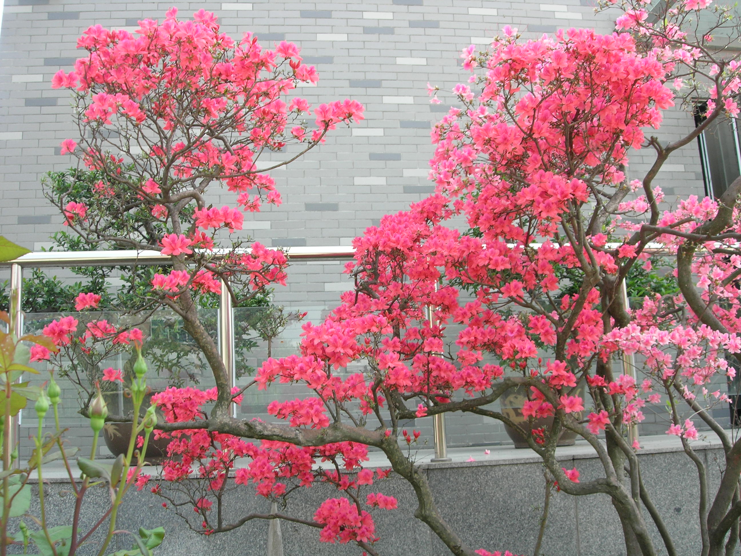 这株杜鹃花色如朱如血